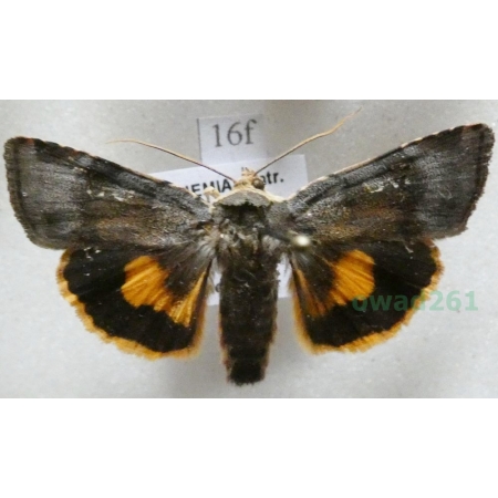 Noctua janthina Denis & Schiffermüller, 1775 Rolnica przepaska Czech16f